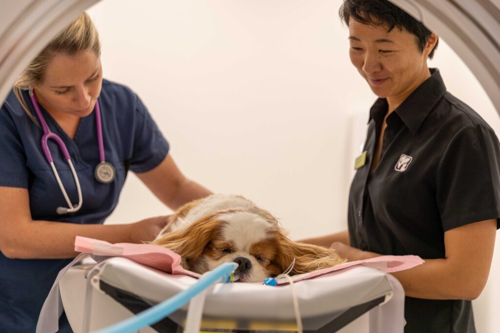 Cost of Care North Coast Veterinary Specialist