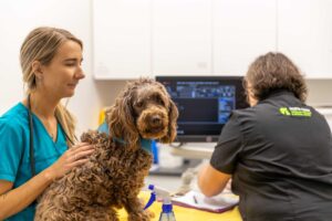 The Brachecepalic Patient￼￼ North Coast Veterinary Specialist