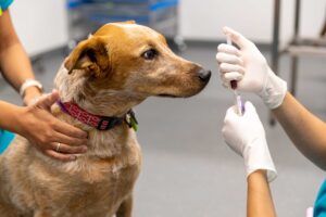 News & Blog North Coast Veterinary Specialist