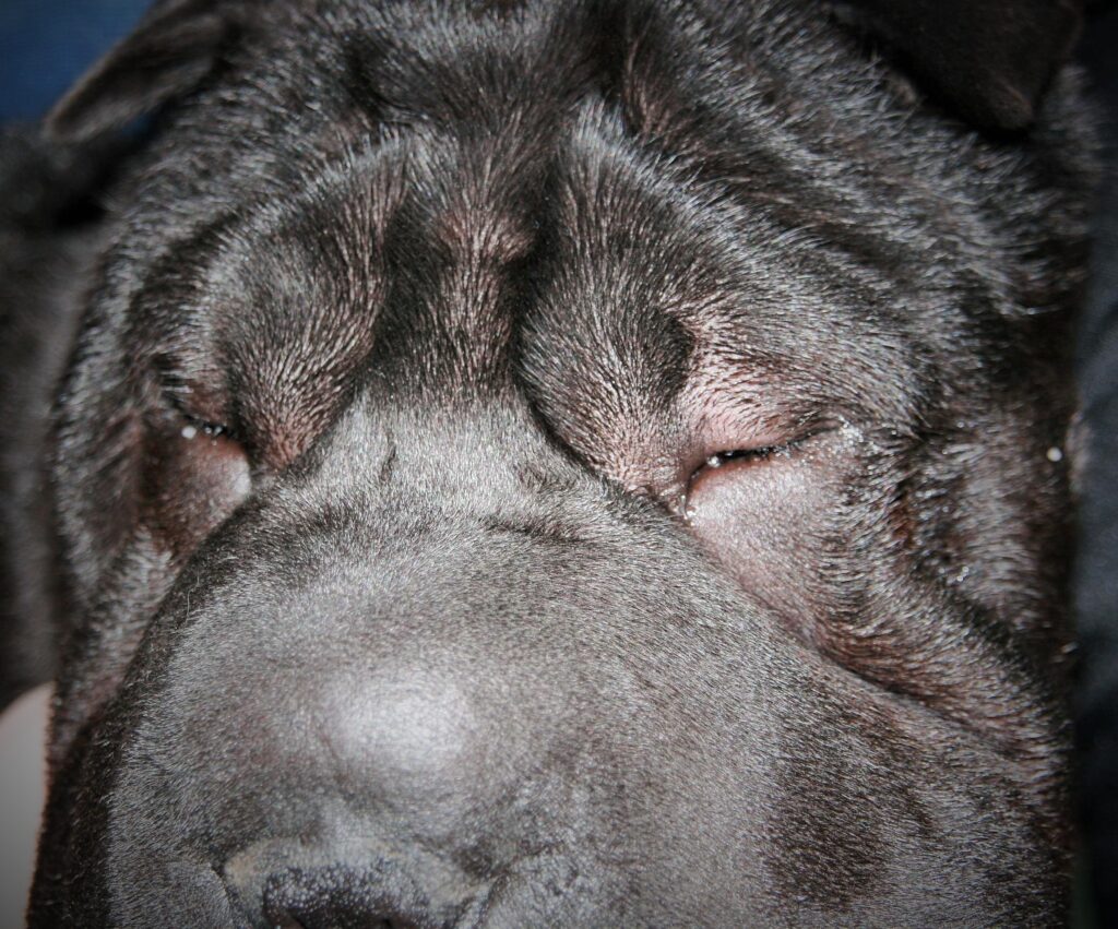 Browsling Surgery in a Shar Pei North Coast Veterinary Specialist