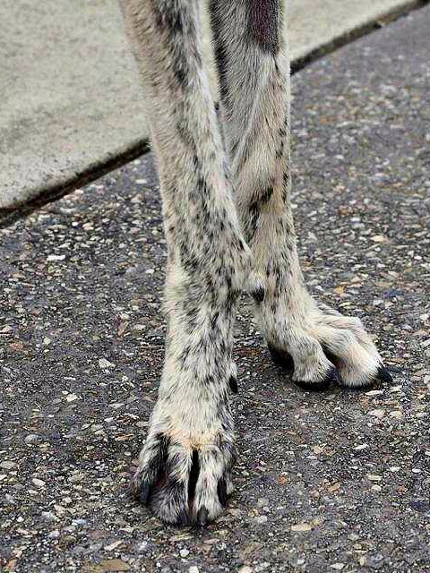 Angular Limb Deformity in a Greyhound North Coast Veterinary Specialist