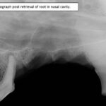 Elderly dog with Stage 4 Periodontal Disease and Tooth Root in Nasal Cavity North Coast Veterinary Specialist