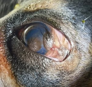 Surgical Management of Congenital Dermoids and Lateral Lid Agenesis North Coast Veterinary Specialist