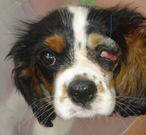 Surgical Management of Congenital Dermoids and Lateral Lid Agenesis North Coast Veterinary Specialist