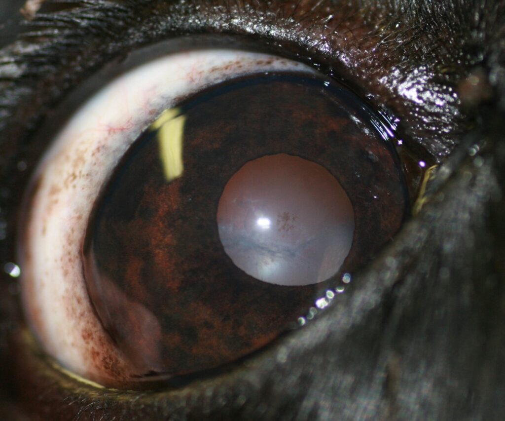 Cataracts in Dogs with Diabetes North Coast Veterinary Specialist