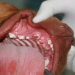 Dental Assessment Guide for Nurses North Coast Veterinary Specialist