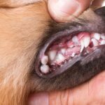 Dental Assessment Guide for Nurses North Coast Veterinary Specialist